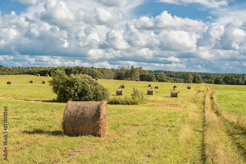 Wrapped Round Brown Hay Bales Field. Rural Area. Landscape. Stork in Background Wrapped Round Brown Hay Bales Field. Rural Area. Landscape. Stork in Background