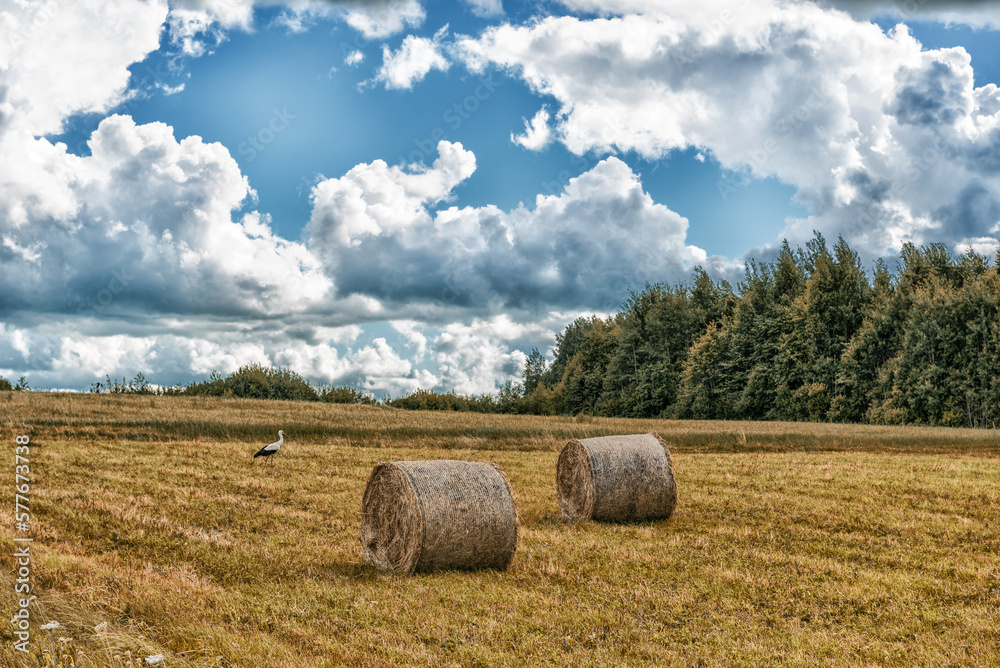 Wrapped Round Brown Hay Bales Field. Rural Area. Landscape. Walking Stork in Background