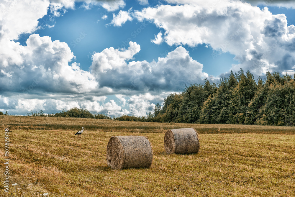 Wrapped Round Brown Hay Bales Field. Rural Area. Landscape. Walking Stork in Background Wrapped Round Brown Hay Bales Field. Rural Area. Landscape. Walking Stork in Background