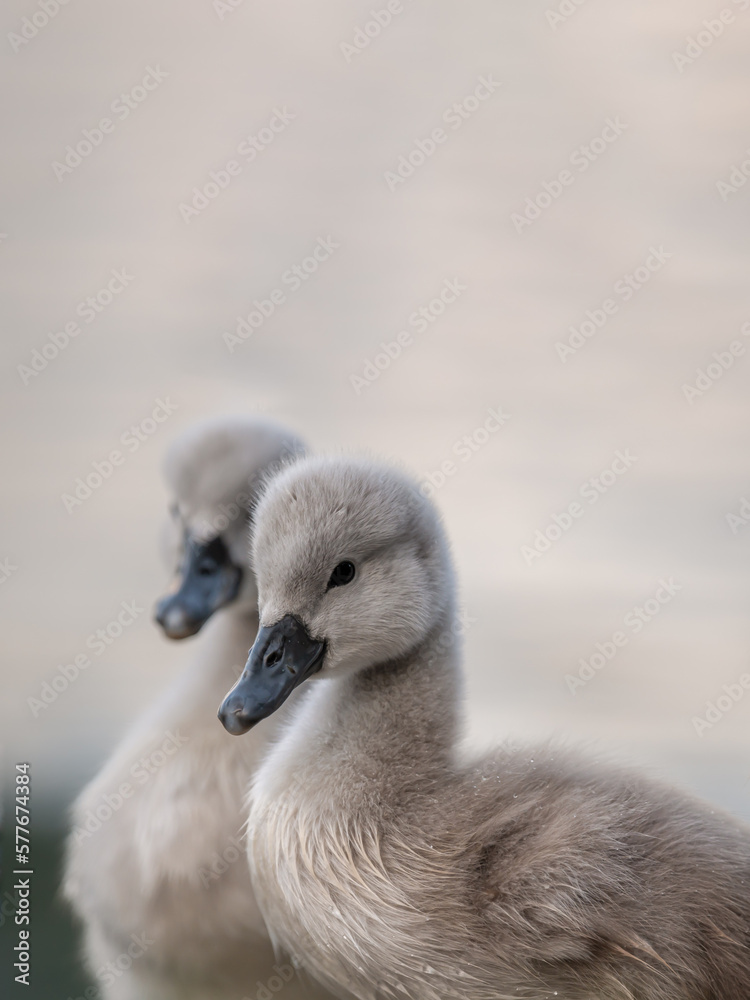 Portrait of two gray baby swans. Mute swan cygnets. Cygnus olor. Portrait of two gray baby swans. Mute swan cygnets. Cygnus olor.
