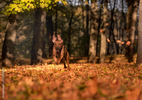 Rhodesian Ridgeback Dog is Running On the Autumn Leaves Ground.