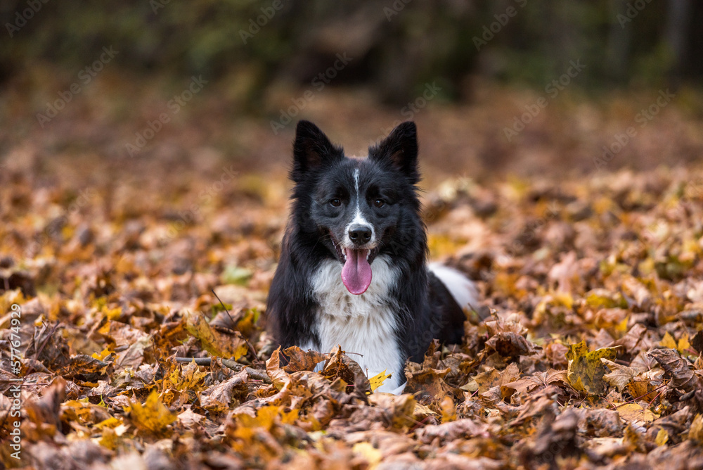 Border Collie is Lying on the Ground and Playing. Open Mouth. Smiling Border Collie is Lying on the Ground and Playing. Open Mouth. Smiling
