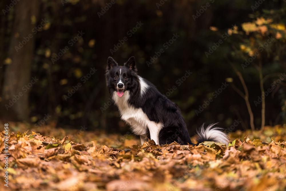 Border Collie is Sitting on the Forest Ground.