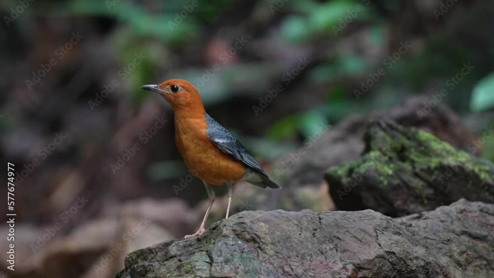 Orange-headed Thrush ; Scientific Name : Geokichla citrina Birds foraging along the rocks. Orange-headed Thrush ; Scientific Name : Geokichla citrina Birds foraging along the rocks.