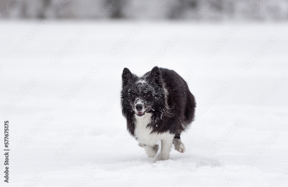 Fototapeta premium Border Collie Dog Running on Snow. Frozen Lake. Winter Background.