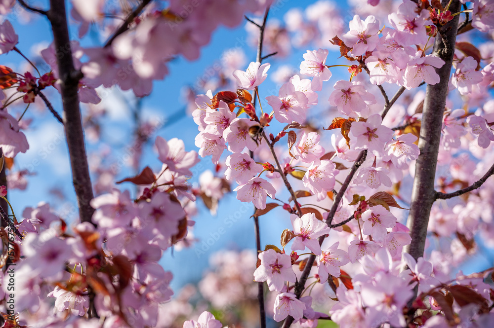 Sakura Tree and Flying Bee. Beautiful Sakura Garden in Lithuania. Sakura Tree and Flying Bee. Beautiful Sakura Garden in Lithuania.