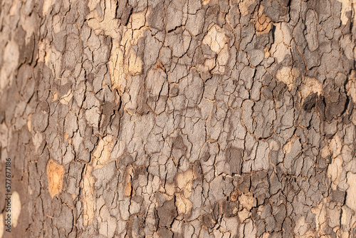 Tree bark texture relief (selective focus) Natural Background for backdrop