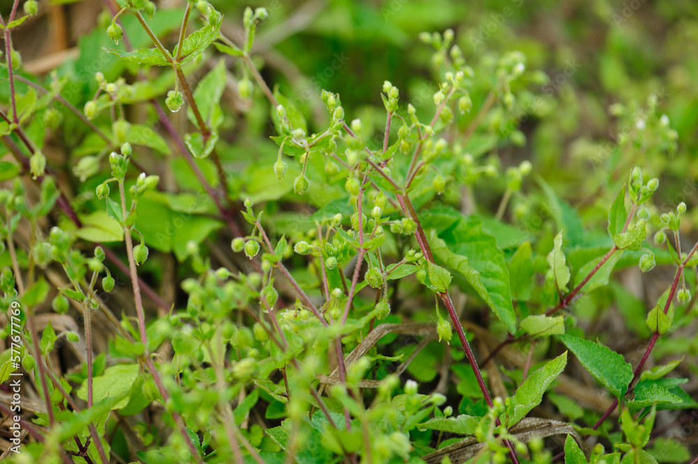 Chickweed ,Stellaria media in the garden. The plants are annual and with weak slender stems, they reach a length up to 40 cm. Chickweed ,Stellaria media in the garden. The plants are annual and with weak slender stems, they reach a length up to 40 cm.