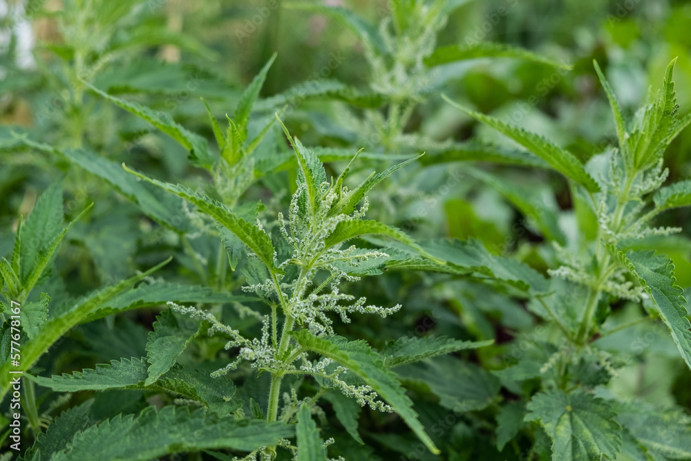 Green nettle grows in a sunny place in summer, flowering nettle, bright green leaves, medicinal plant, Urtica dioica Green nettle grows in a sunny place in summer, flowering nettle, bright green leaves, medicinal plant, Urtica dioica