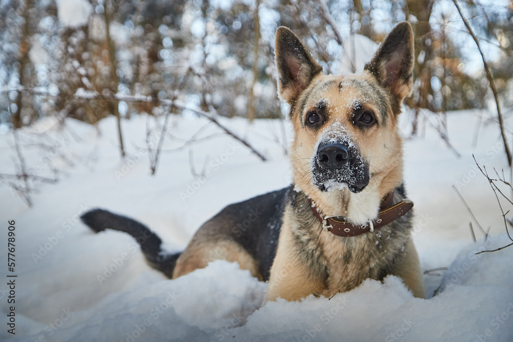 Dog German Shepherd outdoors in the forest in a winter day. Russian guard dog Eastern European Shepherd in nature on the snow and white trees covered snow