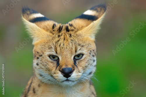 Serval