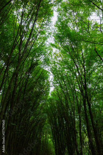 Tall trees in lush forest. Green leaves of trees. Carbon neutrality concept © senerdagasan