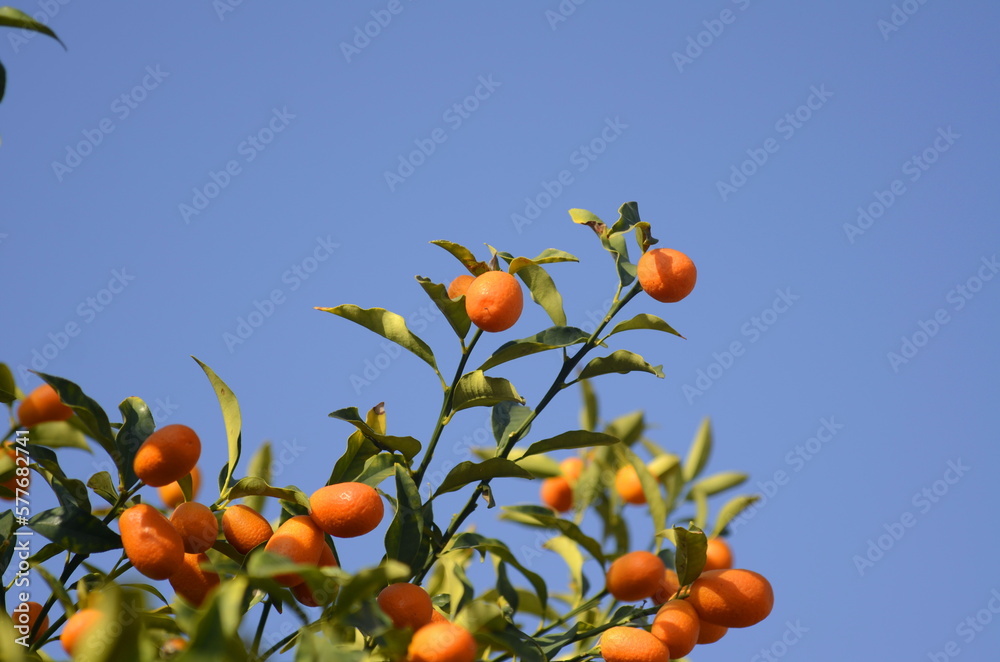 Fortunella margarita foliage and fruits on kumquat tree. Many ripe kumquat fruits. Harvest of Japanese tangerines