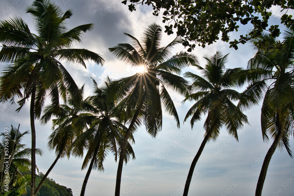Obraz premium Sun star burst near the beach behind the palm trees