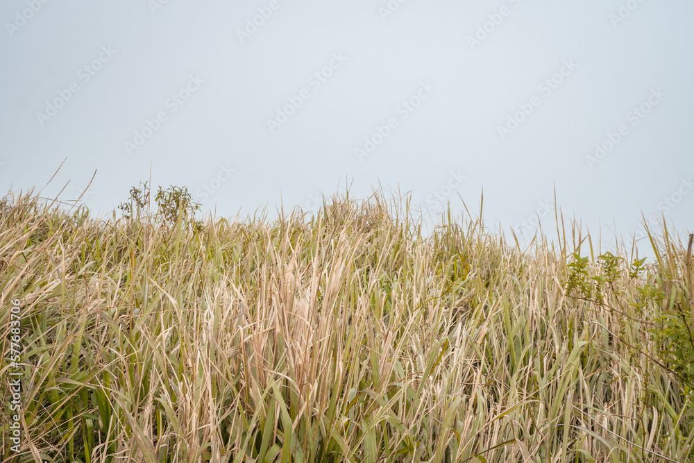 Fototapeta premium The way going to peak mountain, with Savana and foggy vibes. The photo is suitable to use for adventure content media, nature poster and forest background.