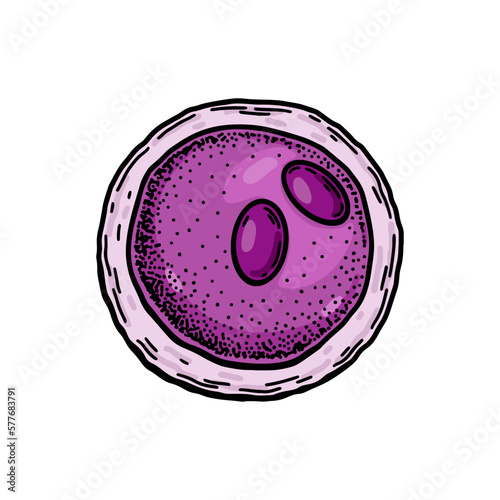 Lymphoblast blood cell isolated on white background. Hand drawn scientific microbiology vector illustration in sketch style