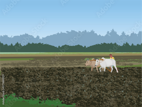 Indian Farmer, Indian farmer plowing rice fields with a pair of oxen using traditional plough