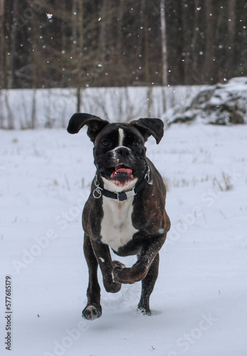 Boxer dog is running outside in snow photo