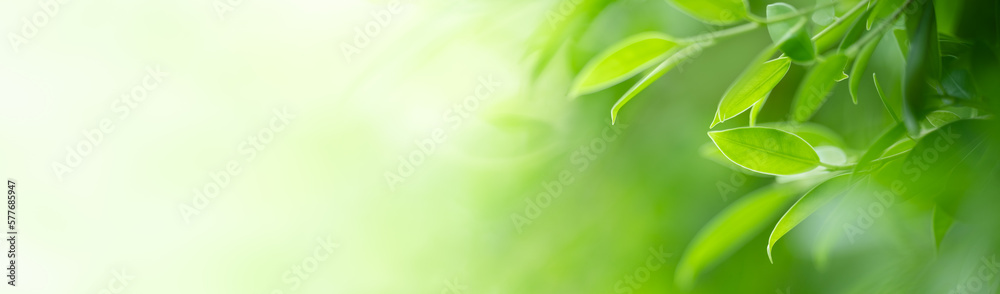 Natural green leaf texture with sun light use for nature background wallpaper cover page Natural green leaf texture with sun light use for nature background wallpaper cover page