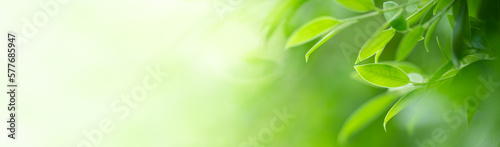 Natural green leaf texture with sun light use for nature background wallpaper cover page 