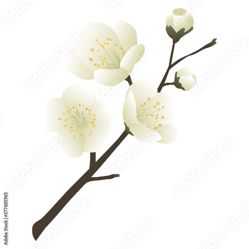 white plum blossom