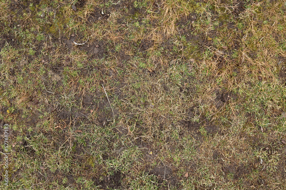 Top view, grass texture. Natural lawn background. Green grass in spring. Green texture. High quality photo. Dry lawn Top view, grass texture. Natural lawn background. Green grass in spring. Green texture. High quality photo. Dry lawn