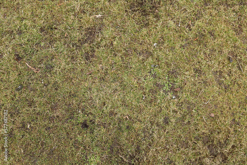 Top view, grass texture. Natural lawn background. Green grass in spring. Green texture. High quality photo. Dry lawn