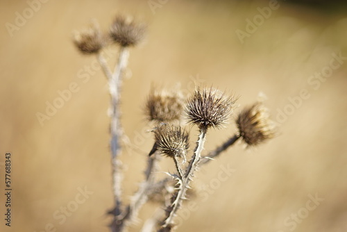 Thorn dry plant bush growing in sunny field.