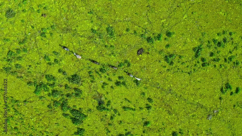 The Thale Noi Wetland Buffalo Pastoral Agro-Eco-System is a diversified farming system marked, Phatthalung province