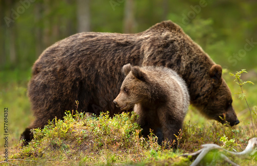 Close up of a cute Eurasian Brown bear cub with a bear mama