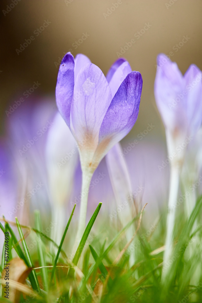 purple crocus flowers in grass field purple crocus flowers in grass field