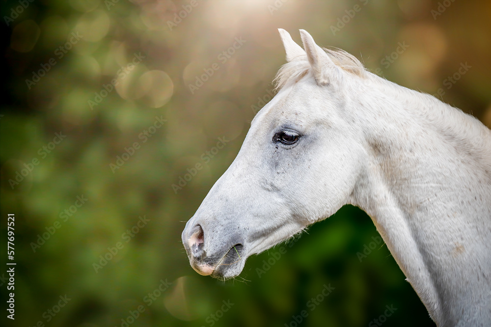 Head of a white horse on a green background with a distinctive bokeh.