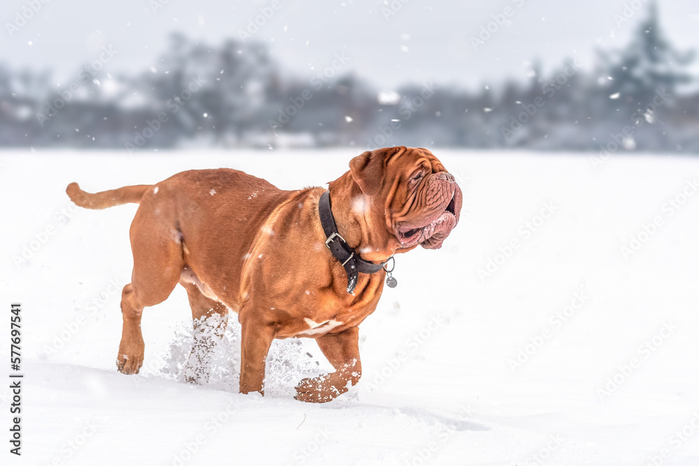 Big male Bordeaux Great Dane with snowy head