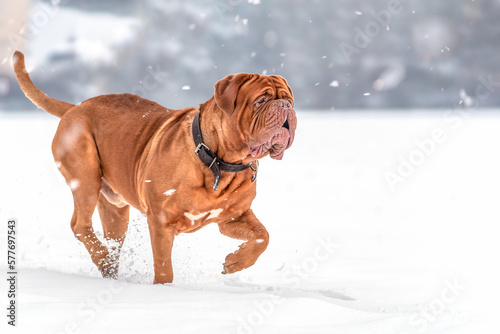 Wallpaper Mural Big dog Bordeaux Great Dane running in the snow Torontodigital.ca