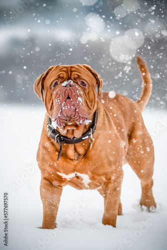 Wallpaper Mural Big male Bordeaux Great Dane with snowy head Torontodigital.ca