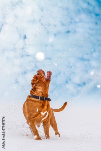 Wallpaper Mural Big dog Bordeaux Great Dane catches a flying snowball Torontodigital.ca