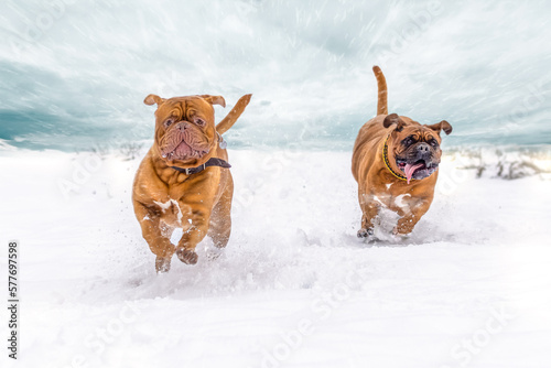 Wallpaper Mural Two Bordeaux Great Danes running Torontodigital.ca