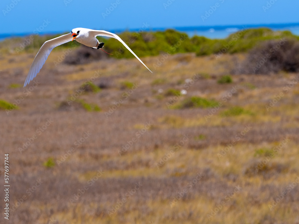 Φωτογραφία Red-tailed Tropicbird, Phaethon Rubricauda, nesting on the island of Nosy Ve, Fograph is most often in flight