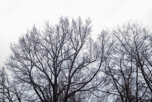 silhouette of a tree in winter © Ulrich