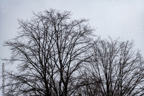 silhouette of a tree in winter © Ulrich