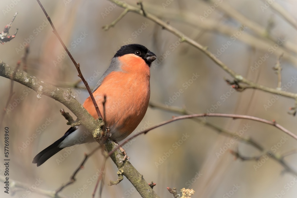 Bullfinch /Pyrrhula pyrrhula Bullfinch /Pyrrhula pyrrhula
