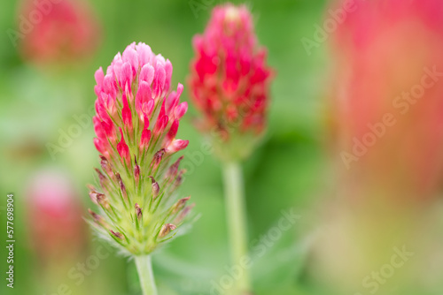 Closeup of an isolated crimson clover flower. photo