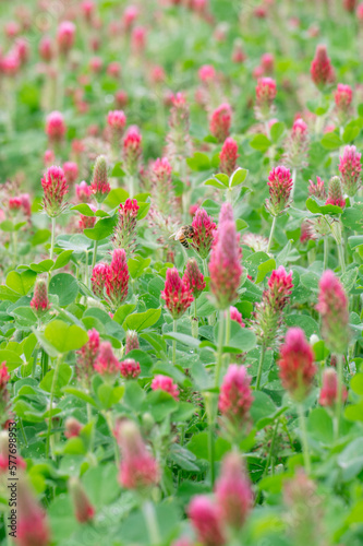 Vertical image of a field of red and pink Trifolium incarnatum.