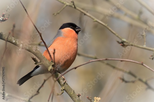 Bullfinch /Pyrrhula pyrrhula