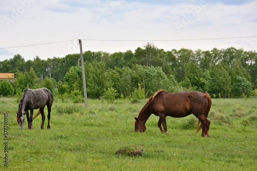 Two horses in a field with a telephone pole and green forest in the background  © Irina