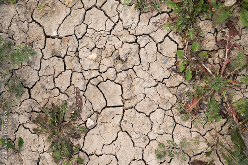 Dried cracked soil with withering plants