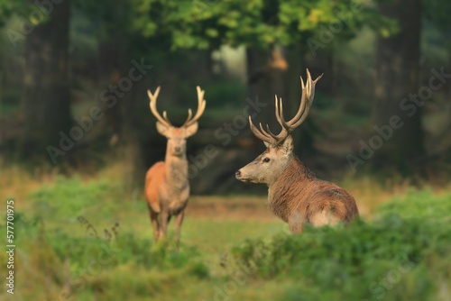 Wildlife scene with two european red deers. Cervus elaphus. 