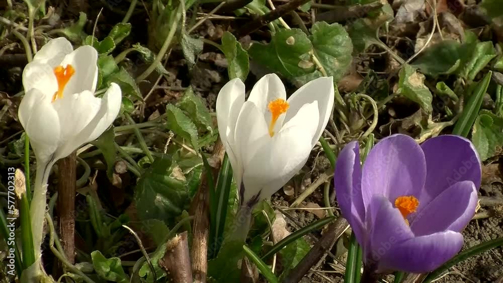 Zwei weiße und ein lila Krokusblüten mit gelben Blütenstempeln bewegen sich leicht im Wind