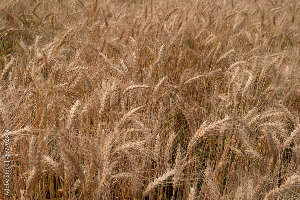 Fototapeta premium Barley Rice Plants in nature Background.