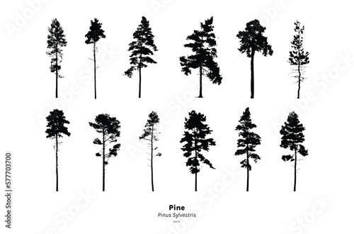 Pine tree silhouette  Minimal style  Side view  set of graphics trees elements outline symbol for architecture and landscape design. Vector illustration  Pinus Sylvestris